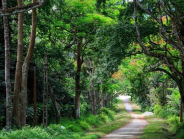 Cuc Phuong National Park 2