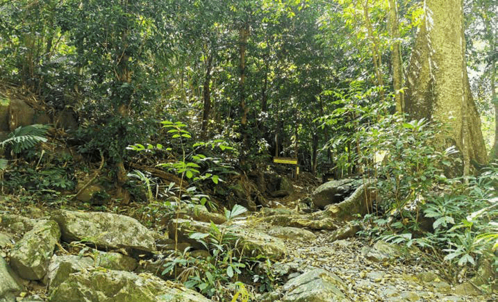 FOREST THAILAND 5 Min