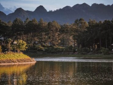 Pine Forest In Ang Village Rung Thong Ban Ang